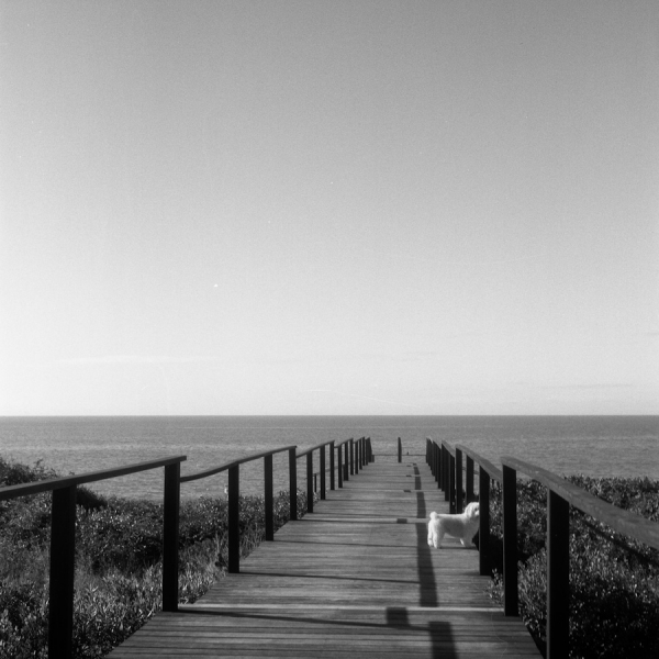 Photograph Luis Felipe Luz Deck With Dog on One Eyeland