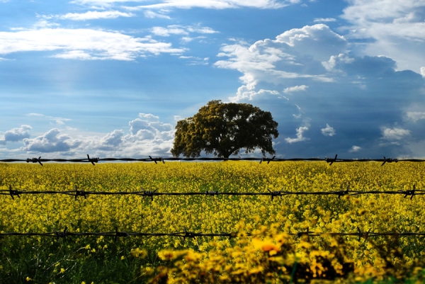 Photograph Aj Silva Last Tree On Earth on One Eyeland