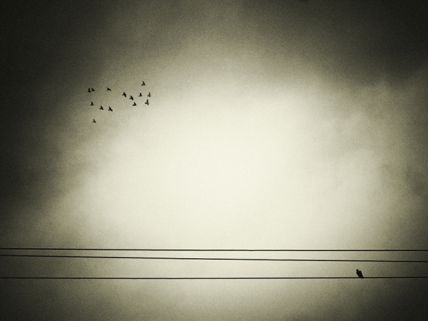 Photograph David Senechal Polydactyle Migrate Or Not Migrate on One Eyeland