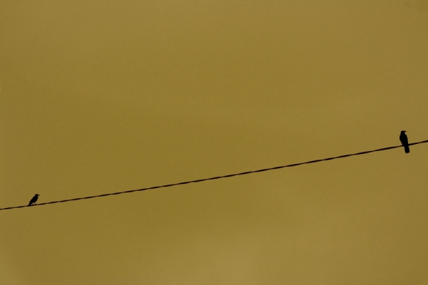 Photograph Pierre Missiaen Two Birds On The Wire After A Fight on One Eyeland