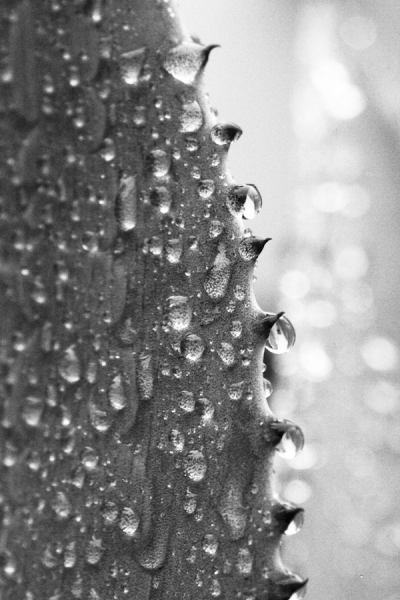 Photograph Preyen Moodley Rain-01 on One Eyeland
