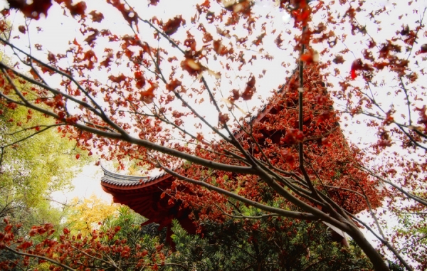 Photograph Marvin Leung Tree Of Fire on One Eyeland