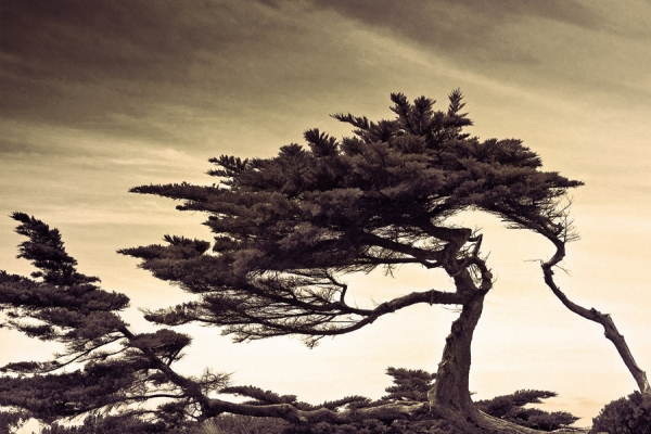 Photograph Byron Perry Autechre Trees on One Eyeland