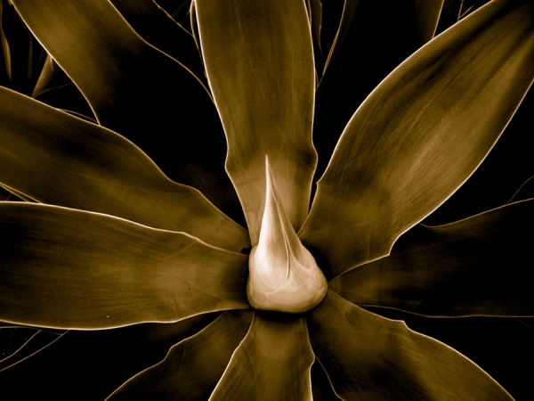 Photograph Veronica Quipildor La Planta on One Eyeland