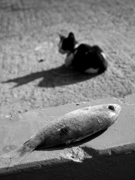 Photograph Sumesh Senan Opportunity on One Eyeland