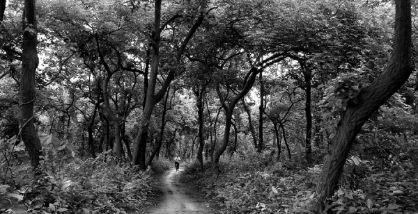 Photograph Subhanjan Sengupta Woods on One Eyeland