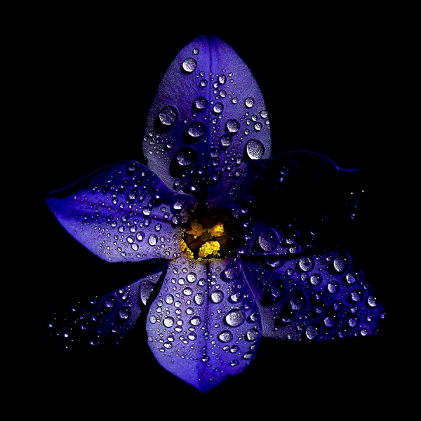 Photograph Michel Bochet Merand Blue Flower on One Eyeland