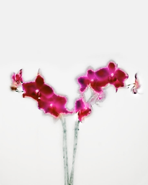 Photograph Juanmi Marquez Flowers 002 on One Eyeland
