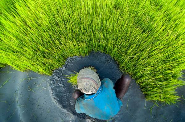 Photograph Saravanan Dhandapani Go Green on One Eyeland