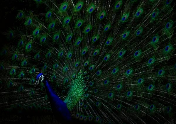 Photograph Haseo Hasegawa Peacock on One Eyeland