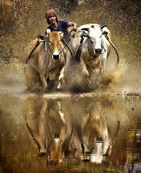 Photograph Pimpin Nagawan Cow Race on One Eyeland