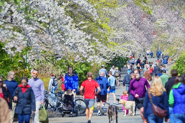 Photograph Mitchell Funk Crowds Spring Central Park on One Eyeland