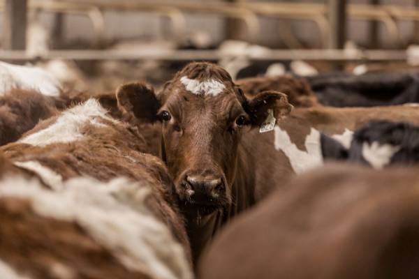Photograph Robb Long Dairy Farming on One Eyeland
