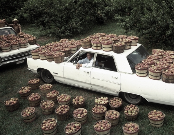 Photograph Chip Henderson Peaches on One Eyeland
