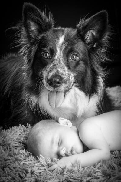 Photograph Mike Kremer Shepherd on One Eyeland