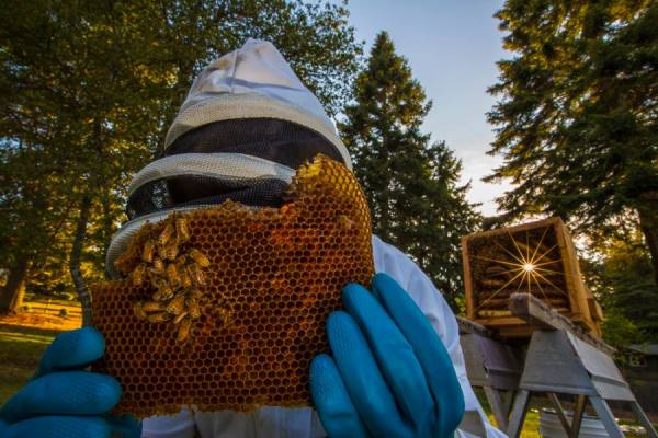 Photograph Cameron Karsten The Bee Keeper on One Eyeland