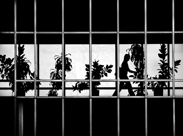 Photograph David Senechal Polydactyle Urban Jungle on One Eyeland