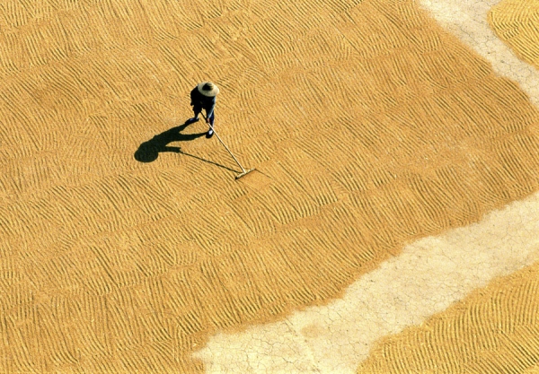Photograph Jeremy Hunter Drying Grain on One Eyeland