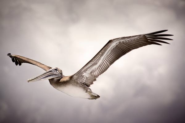 Photograph Eric Prine Brown Pelican In Flight on One Eyeland