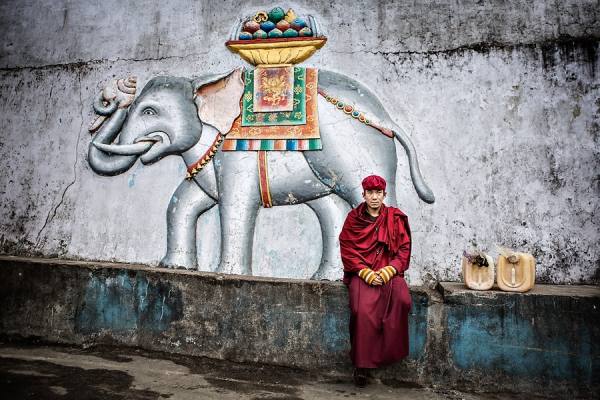Photograph Pavol Delej Elephants Monk on One Eyeland