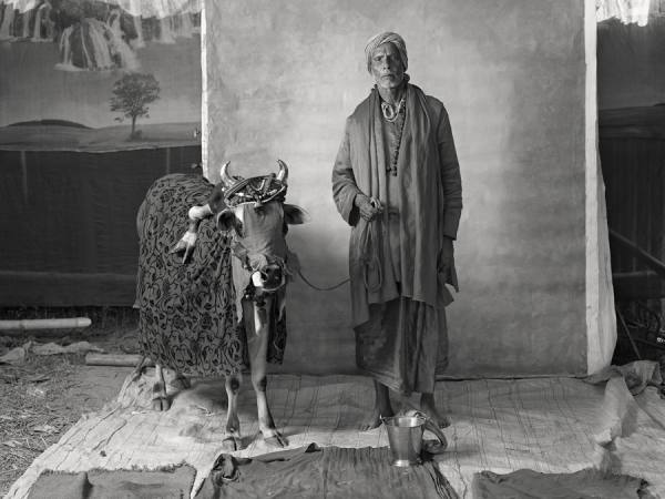 Photograph Supranav Dash Holy Ritualistic Brahmin With Deformed Cow on One Eyeland