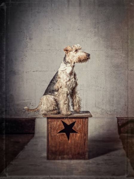 Photograph Philip E James Star Dog on One Eyeland