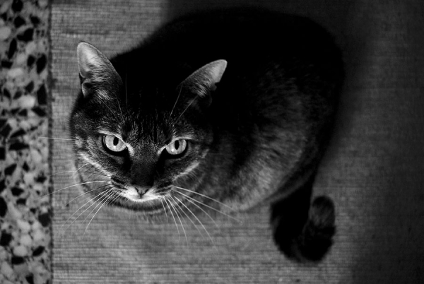 Photograph Luis Belo Cats Eyes on One Eyeland