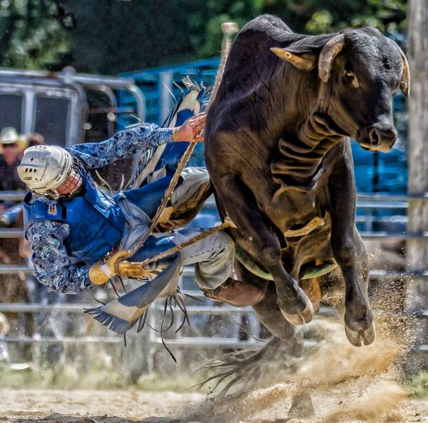 Photograph Steve Evans Bull Rider One on One Eyeland