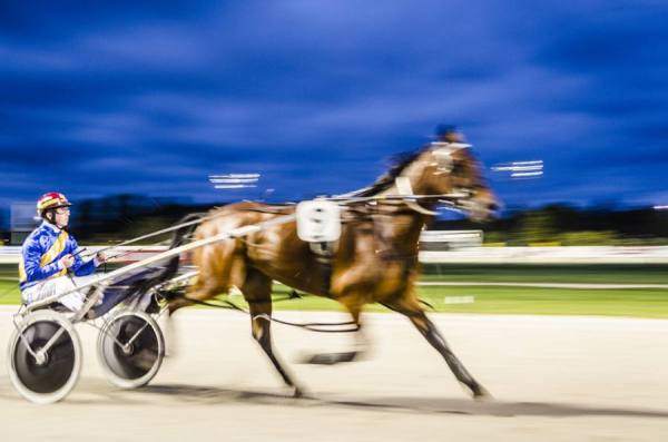Photograph Andrew Lever Horse Trotting 4 on One Eyeland