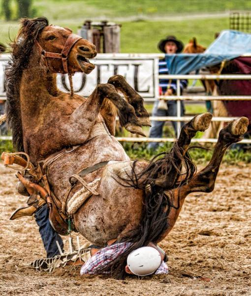 Photograph Steve Evans The Laughing Horse on One Eyeland