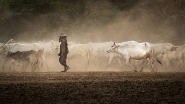 Photograph Chris Konig The Cows Walking In The Dust on One Eyeland