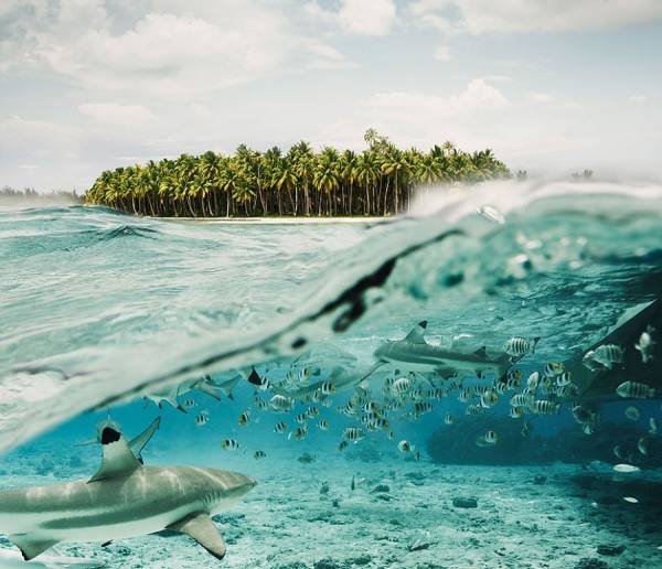 Photograph Dana Neibert Bora Bora Sharks And Fish on One Eyeland
