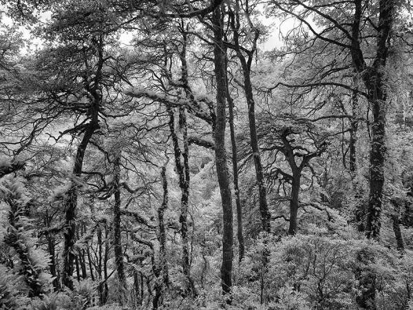 Photograph Suchet Suwanmongkol Bhutan20 on One Eyeland