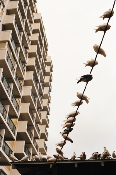 Photograph Joe Schmelzer Birds on One Eyeland