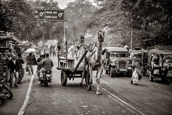 Photograph Pavol Delej Camel Ride on One Eyeland