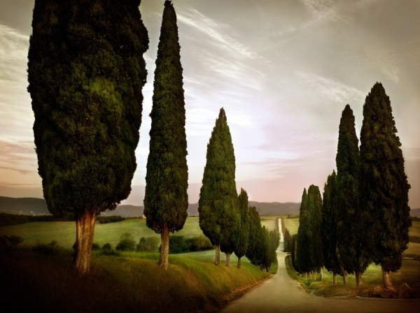 Photograph Jimmy Williams Cypress Lined Road Siena Tuscany on One Eyeland