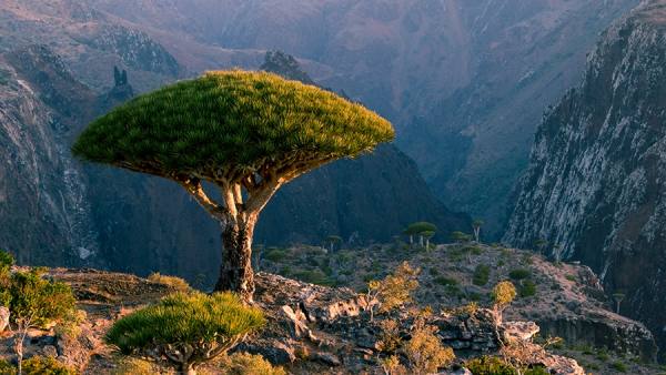 Photograph John Lund Dragon Blood Socotra on One Eyeland