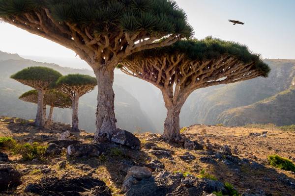 Photograph John Lund Dragon Blood Trees on One Eyeland