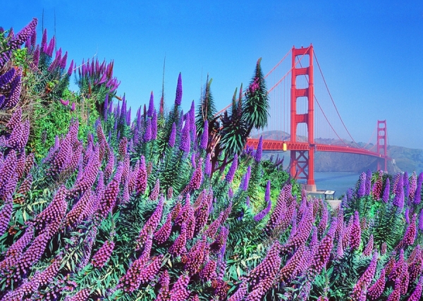 Photograph Mitchell Funk Golden Gate Flowers on One Eyeland