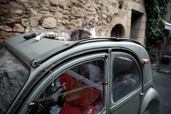 Photograph Jimmy Williams Joli Chat on One Eyeland