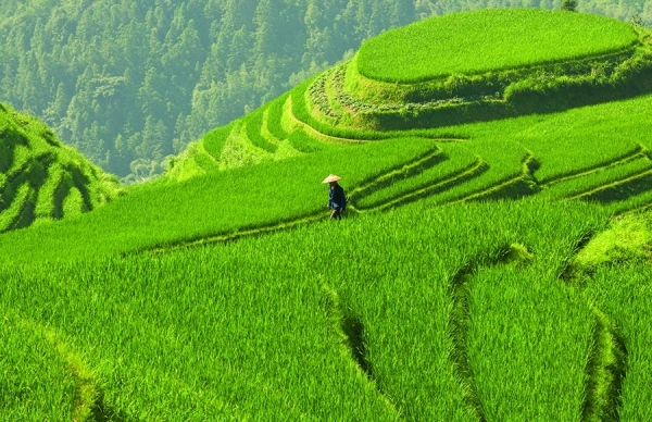 Photograph Nancy Brown Rice Terraces In Pangan China on One Eyeland