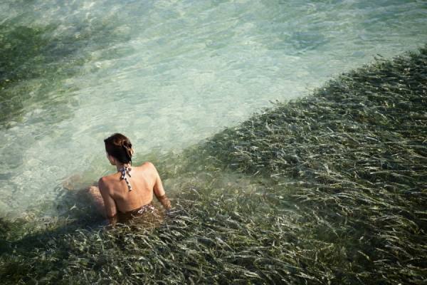 Photograph Jim Erickson Seagrass on One Eyeland