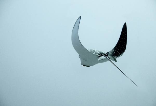 Photograph Kamel Lokman Fly on One Eyeland