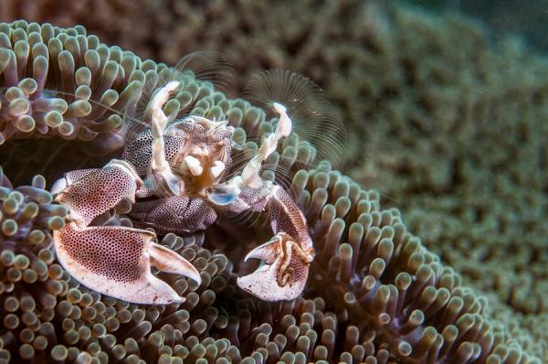 Photograph Hartono Hosea Anemone Crab Cheer Up on One Eyeland