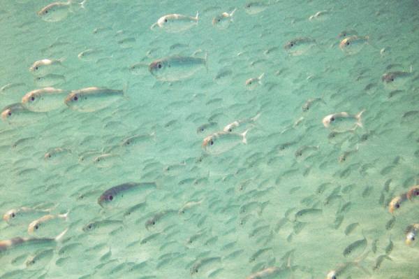 Photograph Bryan Sheffield Belize Fish on One Eyeland