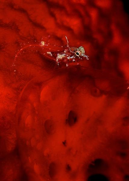 Photograph Shelley Acuff Blenny Red on One Eyeland