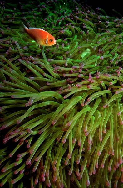 Photograph Shelley Acuff Chuuk Lagoon 1 on One Eyeland