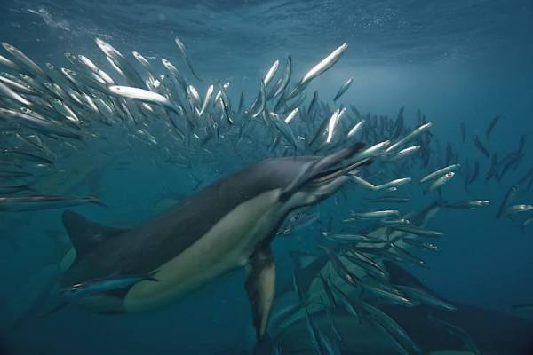 Photograph Paul Cowell Dolphins Dinner on One Eyeland
