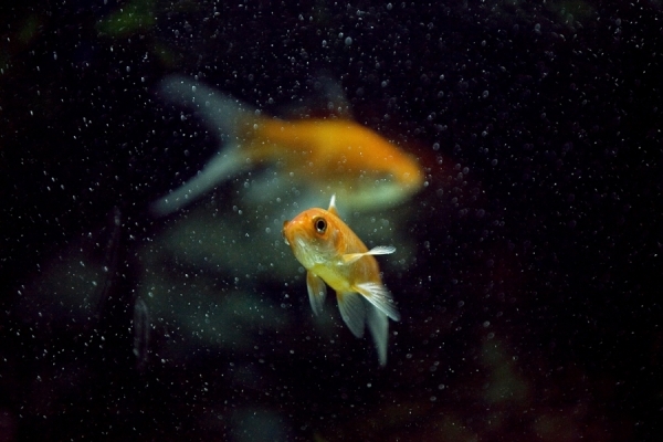 Photograph Sumesh Senan Gold Fish on One Eyeland
