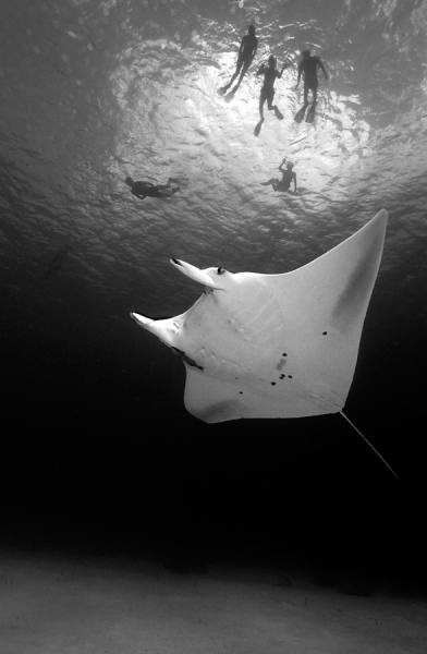 Photograph Shelley Acuff Manta Afternoon on One Eyeland